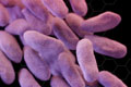 Bacteria Carbapanem, foto de CDC