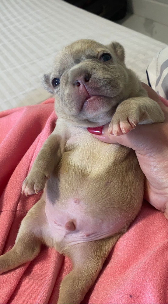 French Bulldog Puppies for sale - FL