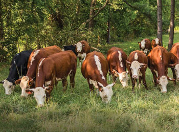 How safe is your beef? - Consumer Reports