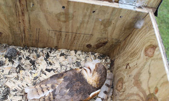 Owl nesting boxes